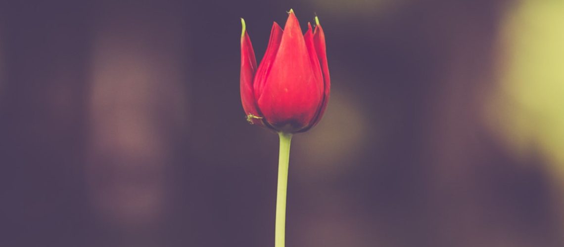 Fleur rouge
