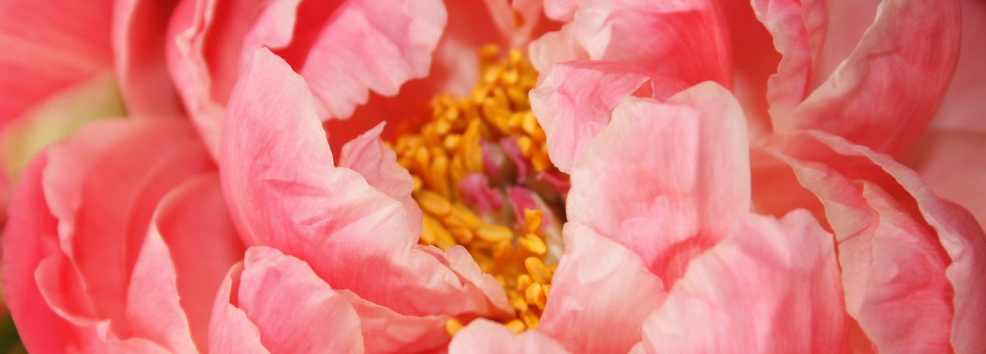 beaufigeau-celine-4QLKuXKAy7k-unsplash beaufigeau-celine-4QLKuXKAy7k-unsplash